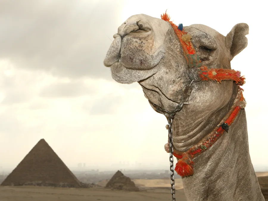 Camels at a market outside Cairo