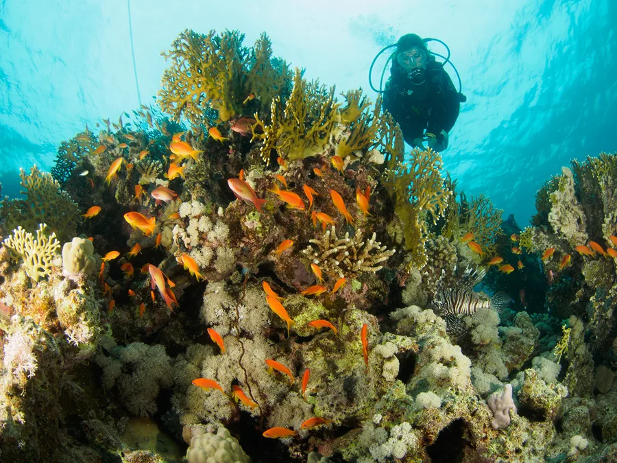 Diver swimming beside a Red Sea coral wall